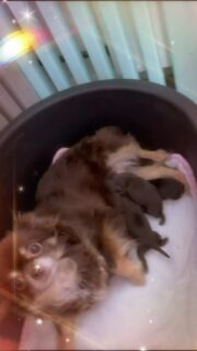 🍫🤎 Pompom Girl & ses bébés chocolats 🤎🍫
Une maman douce et protectrice,
une toute petite famille d’amour née il y a seulement 1 semaine 🐾✨
Des bébés minuscules, encore tout blottis contre leur maman,
des instants de vie rares, purs et magiques 🤍
La beauté de la naissance, la douceur des premiers jours,
et tout l’amour d’une maman chihuahua pour ses trésors 🍫🐶🤎#chihuahua #chiotnouveaune #chiot1semaine #babychihuahua #porteechihuahua chocolatandtane chocolatedog nurserie mamanchihuahua naissancechiots elevagechihuahua chiotsfrance instachien puppylove chiotsdunurserie amourcanin dogmom dogfamily petitschiots chihuahualove