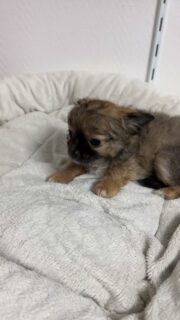 🤎🐾 Arlo, notre petit cœur chardonné 🐾🤎
Sa belle fourrure dorée, son museau tout noir, son regard tendre…
et surtout ce côté ultra câlinou qui fait fondre tout le monde 😍🥹
Un vrai concentré de douceur et de tendresse sur pattes 🤍
Il fêtera ses 3 mois le 20 février, et déjà un charme fou ✨
Arlo, c’est le chiot qu’on a juste envie de garder dans les bras toute la journée 🤎🐶#chihuahua #chiotchihuahua #chihuahualove #chardonne #minichihuahua chiotloffrance elevagechihuahua nurseriechihuahua puppyfrance instachihuahua babychihuahua puppygram dogsofinstagram doglove chiot2025 petitchien amourcanin chiotmignon instadog passionchihuahua famillechihuahua puppylife chiotsfrance petitebouille petitchienmignon doglover chiotlofofficiel