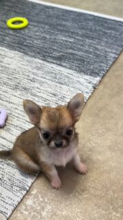 Petite vidéo de notre petite miniature fauve charbonnée 🐶✨Tellement attachante et mignonne… elle fait déjà fondre tous les cœurs 💛
Cette petite puce a déjà trouvé sa future famille 🥰Vous pouvez toutefois voir les autres chiots disponibles sur notre site.Pour voir tous les chiots actuellement disponibles rendez-vous à ce lien :
https://elevage-chihuahuas-lof.fr/chiots-chihuahua-disponibles/#Chihuahua #ChiotChihuahua #ChihuahuaLove #ElevageChihuahua #ChihuahuaLife
