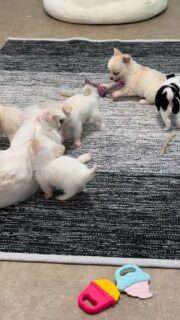C’est la “bagarre” entre la belle Pimprenelle et ses petites merveilles 🤣🐶Ça joue, ça saute, ça s’agite dans tous les sens… un vrai moment de complicité plein d’énergie et de bonne humeur 💛
Des scènes de vie qu’on adore voir dans la nurserie.Plus d’infos en message privé.
Pour voir tous les chiots actuellement disponibles rendez-vous à ce lien :
https://elevage-chihuahuas-lof.fr/chiots-chihuahua-disponibles/#Chihuahua #ChiotChihuahua #ChihuahuaLove #NurserieChihuahua #chihuahualife