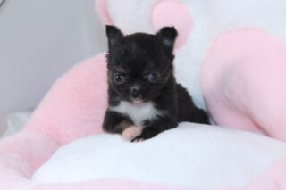 Regardez-moi cette petite merveille, beaucoup trop craquante 🐶✨La petite femelle de Raiponce, née le 15 mars 2026, attire déjà tous les regards 😍
Une robe noire dominante avec une délicate touche de blanc sur le torse qui la rend absolument sublime.Elle est déjà tellement attachante, douce et expressive 💛Plus d’infos en message privé.
Pour voir tous les chiots actuellement disponibles rendez-vous à ce lien :
https://elevage-chihuahuas-lof.fr/chiots-chihuahua-disponibles/#Chihuahua #ChiotChihuahua #ChihuahuaLove #NurserieChihuahua #ChihuahuaLife