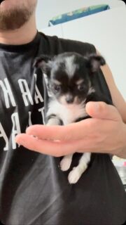 🐶💕 On fond complètement devant le bébé de Vegas… 🥹Plus il grandit, plus il devient magnifique ❤️Avec sa petite bouille irrésistible, son regard plein de douceur et son charme naturel, ce petit bonhomme est tout simplement à croquer. Chaque jour, il nous fait un peu plus craquer 🥰Une vraie petite merveille qui ne laisse personne indifférent et qu’on couvrirait volontiers de câlins toute la journée.#Chihuahua #ChiotChihuahua #ChihuahuaLove #ChihuahuaMiniature #ChihuahuaLife TropMignon BébéChihuahua Craquant