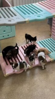 🐶🕵️ Les inspecteurs des travaux finis sont arrivés ! 🤣À peine le parc nettoyé et retourné… que toute la petite équipe est déjà sur place pour vérifier si le travail a été correctement fait ! 😅Ça renifle, ça observe, ça fait le tour sous tous les angles… rien n’échappe à nos petits contrôleurs en chef. 🥰Verdict ? Apparemment, le chantier est validé… jusqu’à la prochaine inspection ! 😂❤️#Chihuahua #ChiotChihuahua #ChihuahuaLove #ChihuahuaLife #VieDeChien TropMignon Inspecteurs NurserieChihuahua