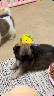 🐶🖤 Notre petite charbonnée est aussi coquine que sensible ! 🥰Encore un peu timide, il lui arrive d’être surprise par un bruit ou un mouvement… et aujourd’hui, sa petite frayeur lui a fait faire une drôle de bêtise : la gamelle de croquettes a fini renversée ! 🤣Heureusement, plus de peur que de mal. Avec sa bouille d’amour et son regard tout doux, impossible de lui en vouloir bien longtemps ❤️Elle est vraiment trop chou et nous fait sourire chaque jour avec ses petites aventures. 🥹✨#Chihuahua #ChiotChihuahua #ChihuahuaLove #ChihuahuaMiniature #Charbonnée ChihuahuaLife TropMignon PetiteCoquine