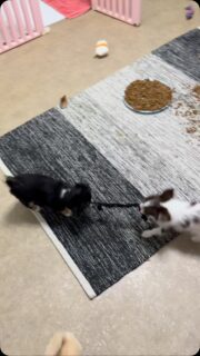 🐶💪 Les chihuahuas pitbull – Partie 2 ! 🤣Une corde, deux chichis… et une bataille digne des plus grands ! 😅Chacun tire de son côté sans rien lâcher, avec une détermination qui fait bien rire. Quand ils jouent, ils donnent tout… même avec leur tout petit gabarit ! 🥰Une chose est sûre : l’ambiance est toujours au rendez-vous avec ces deux petits champions ! ❤️#Chihuahua #ChiotChihuahua #ChihuahuaLove #ChihuahuaMiniature #MomentDeJeu ChihuahuaLife TropMignon TeamChichi