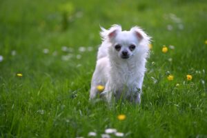 Chihuahua LOF poils longs - Pimprenelle de la Vallée des cèdres bleus