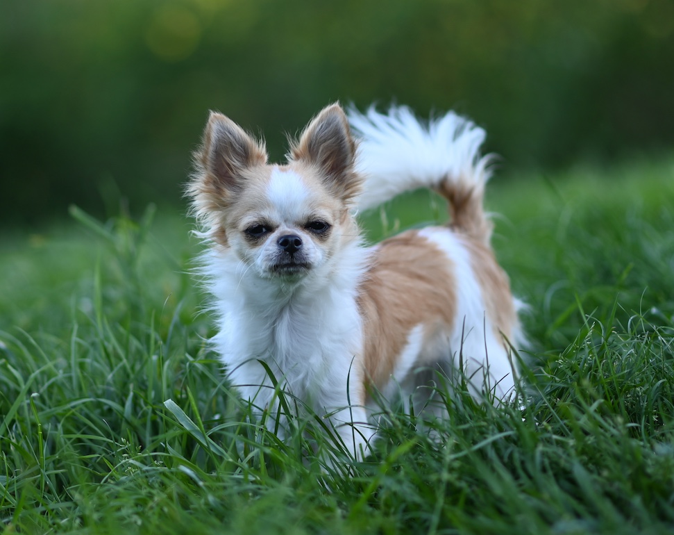 Carmelita chihuahua femelle de l'élevage de la vallée des cèdres bleus