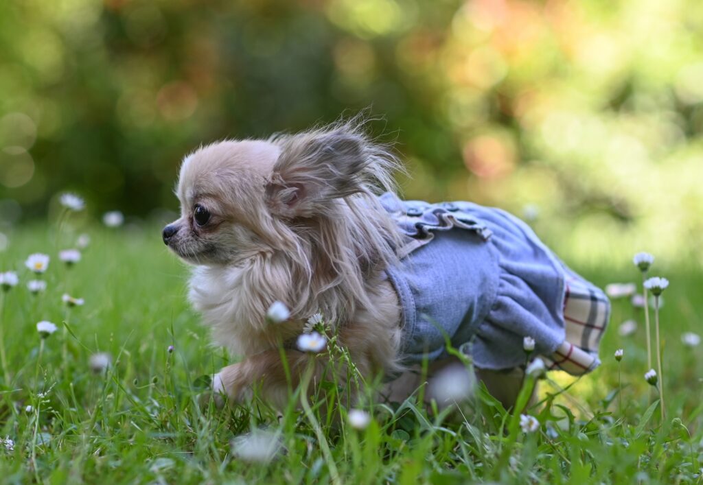 Dayling de l'élevage chihuahua de la vallée des cèdres bleus