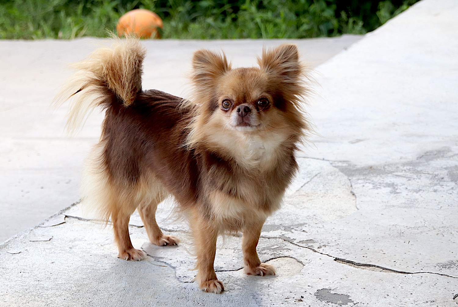 Orfée de la vallée des cèdres bleus - élevage chihuahua LOF