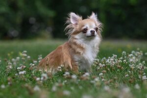 Shirley de la Vallée des cèdres bleus - Chihuahua femelle LOF