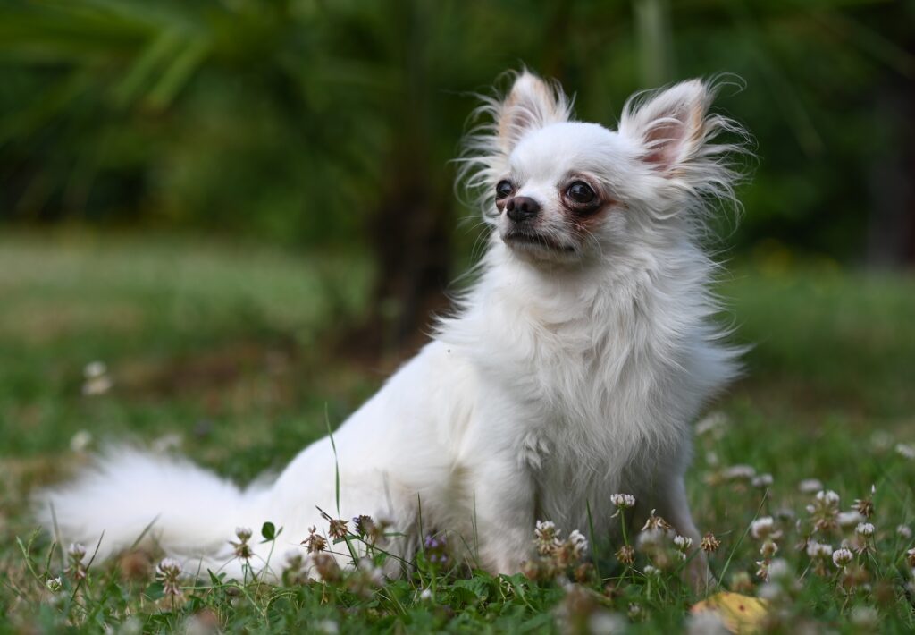 Thiago chihuahua LOF - élevage chihuahua de la vallée des cèdres bleus