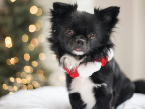 Chihuahua Noel