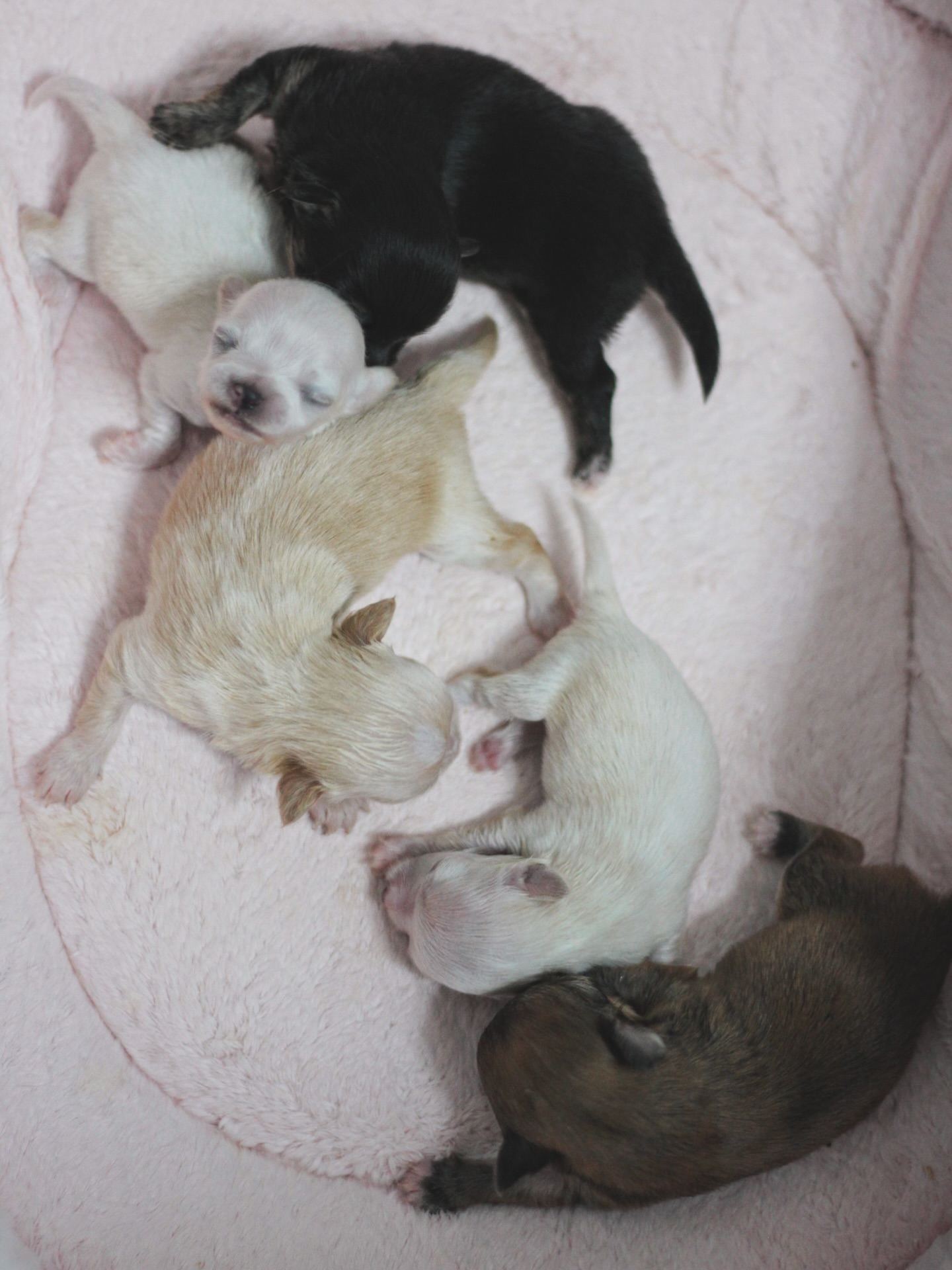 Nos 5 petits trésors 🐶💞
Blottis les uns contre les autres, endormis sur leur joli coussin rose pastel… un instant rempli de douceur et d’amour ✨
On pourrait les regarder pendant des heures 🤍#chiot #chihuahua #chihuahualove #puppylove #notresbelleshistoires #babychihuahua #momentsmagiques #amourdechiot #chiotsheureux #chihuahuasofinstagram #famillechihuahua