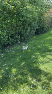 La belle et gracieuse Carmelita profite du terrain et du beau temps ☀️🐶Un moment de détente en plein air pour cette beauté pleine d’élégance et de douceur 🥰
Impossible de ne pas admirer son charme naturel.#Chihuahua #ChihuahuaLove #ElevageChihuahua #VieDeChien #ChihuahuaLife