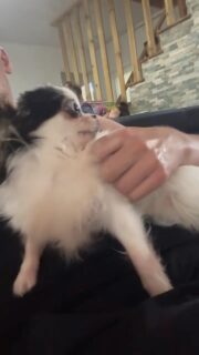 Olaf, le plus beau et la mascotte de la maison 🐶🥰Comme tous les jours, monsieur vient récupérer ses gratouilles réglementaires 😅💛
Un vrai spécialiste des câlins et de l’attention, qui sait parfaitement comment obtenir sa dose de papouilles.Impossible de résister à cette bouille d’amour ✨#Chihuahua #ChihuahuaLove #ElevageChihuahua #VieDeChien #ChihuahuaLife