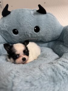 Chihuahua LOF noir et blanc petit gabarit