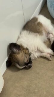 😴🐶 Il est temps pour la sieste…Après avoir joué, couru et fait quelques petites bêtises, place au calme et au repos. 🥰Les petits loulous rechargent les batteries avant de repartir pour de nouvelles aventures ! ❤️#Chihuahua #ChiotsChihuahua #Sieste #TempsCalme #TropMignon