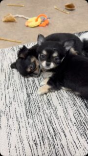 😴🐶 Pas facile le lundi matin ! 😅Même nos petits chichis ont parfois besoin de quelques minutes supplémentaires pour démarrer la journée… 🥰On vous souhaite à tous une très belle semaine, pleine de douceur, de sourires et de petits bonheurs ! ❤️#Chihuahua #ChihuahuaLove #LundiMatin #BonneSemaine #TropMignon