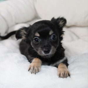 Chihuahua chiot mâle noir et feu - elevage chihuahua