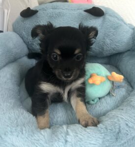 male chihuahua noir et feu elevage chihuahua
