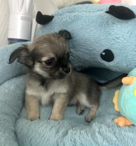 Petit male chihuahua LOF poil long