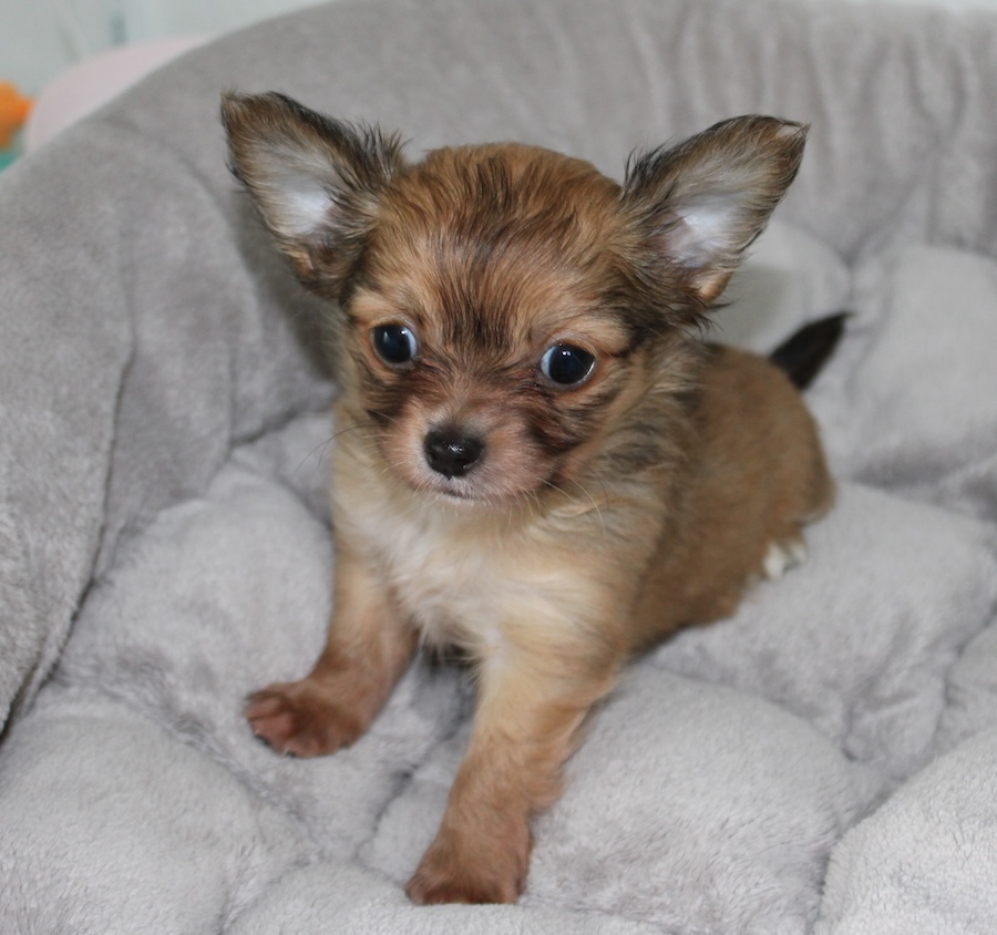Petit chiot chihuahua charbonné - mâle LOF