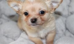 elevage chihuahua de la vallée des cèdres vleus