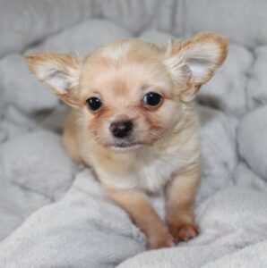 elevage chihuahua de la vallée des cèdres vleus