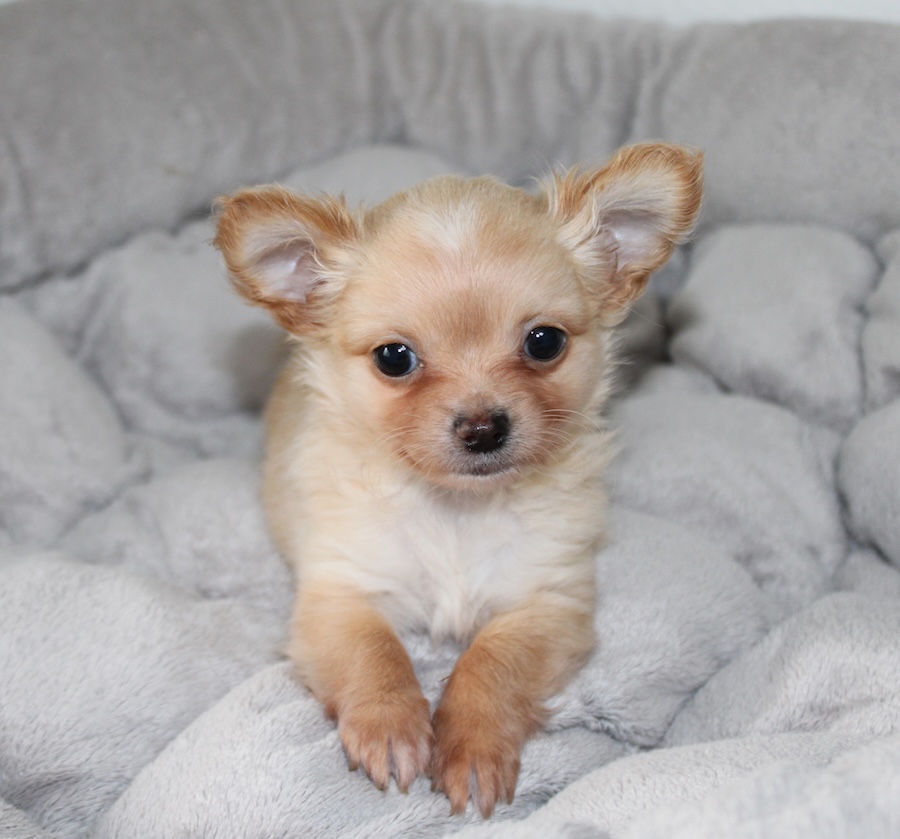 Petit chihuahua male crème - chiot LOF