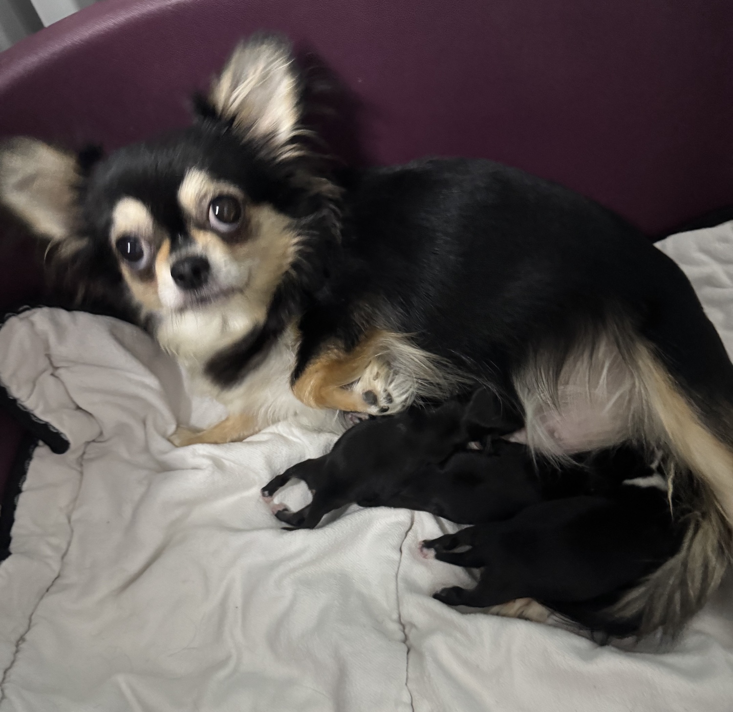 Chiots LOF Mya
