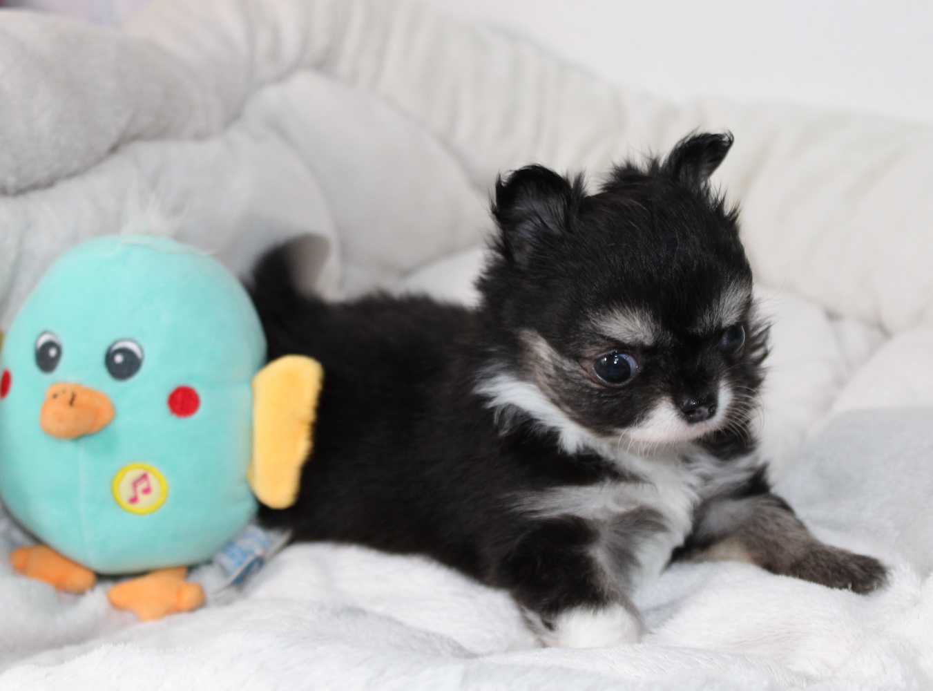 Femelle chihuahua LOF