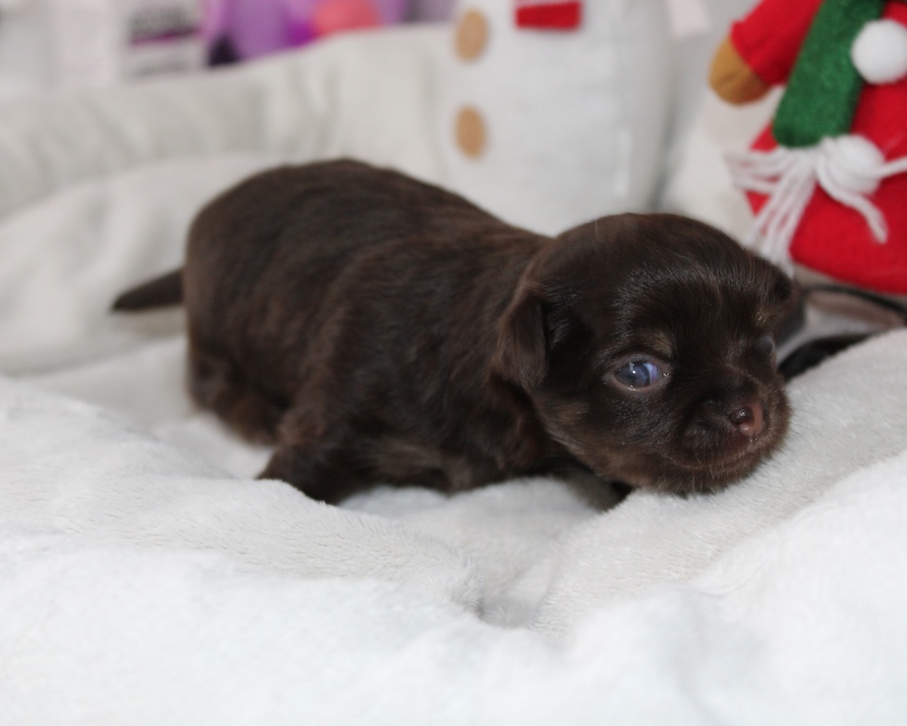 petite femelle chihuahua chocolat
