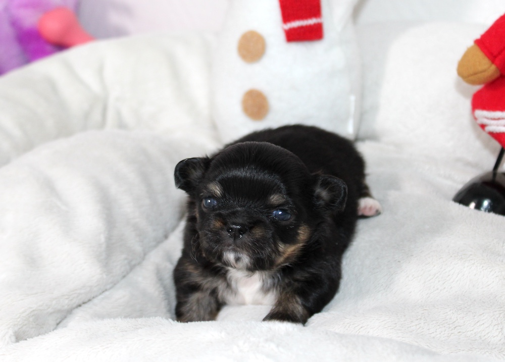 Petite femelle noir et feu - chihuahua LOF