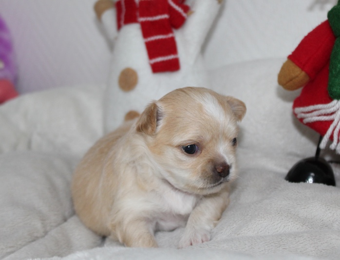 Petite femelle Gretta couleur crème - chiot chihuahua LOF