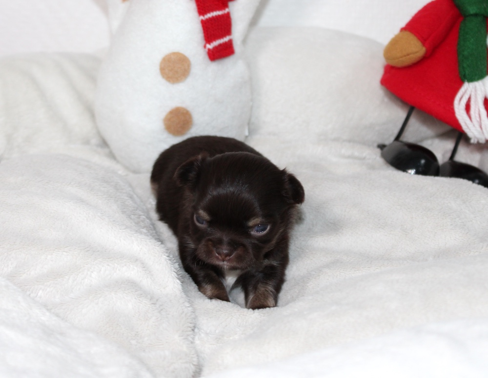 chiot chihuahua chocolat - petit male