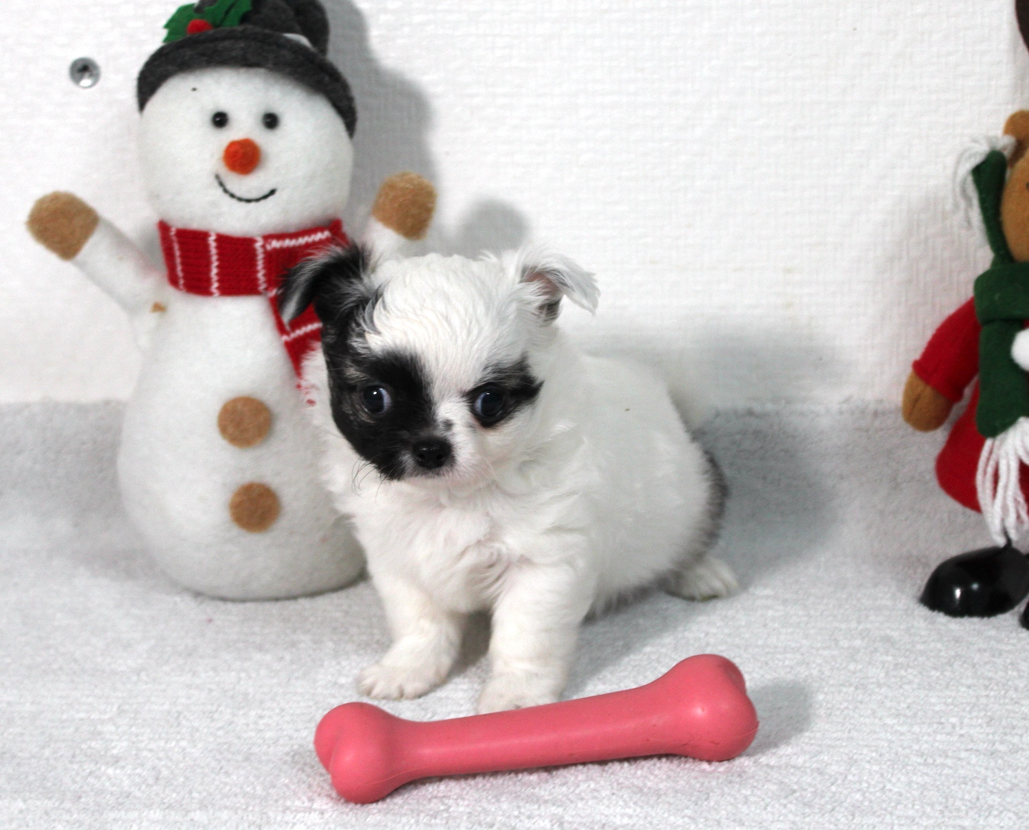 Petit male chihuahua LOF