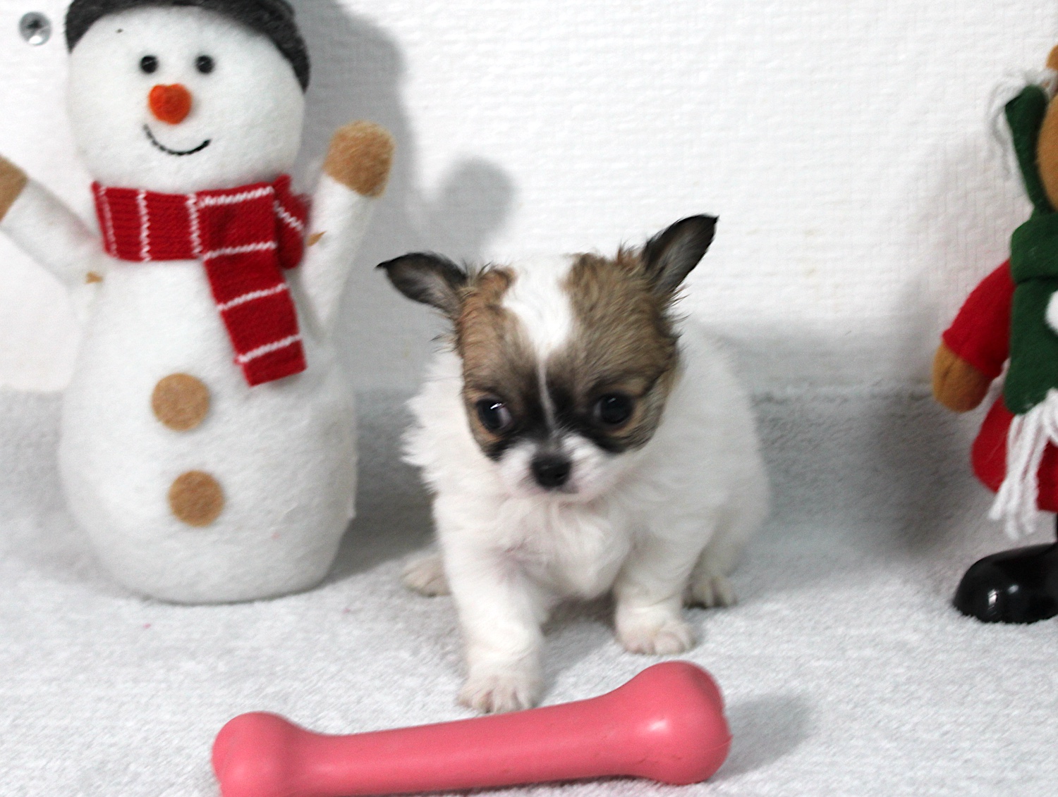 petit femelle chihuahua LOF