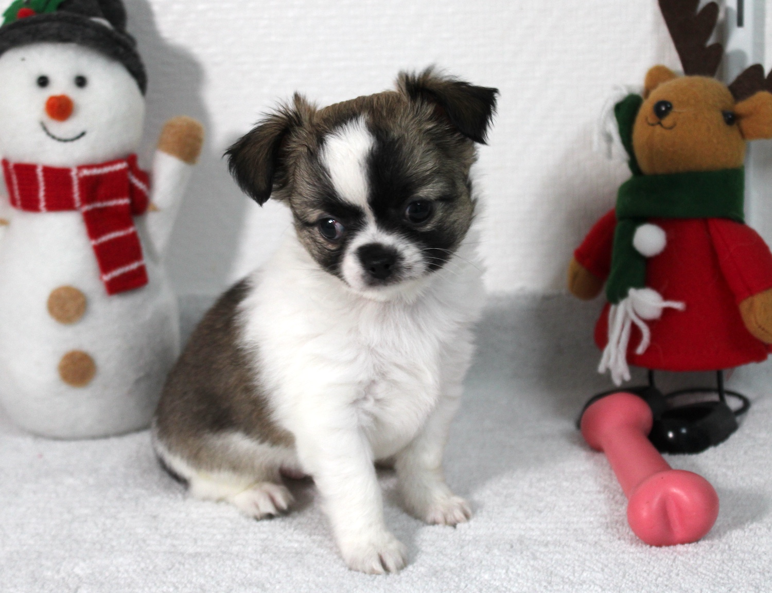 petit femelle chihuahua LOF