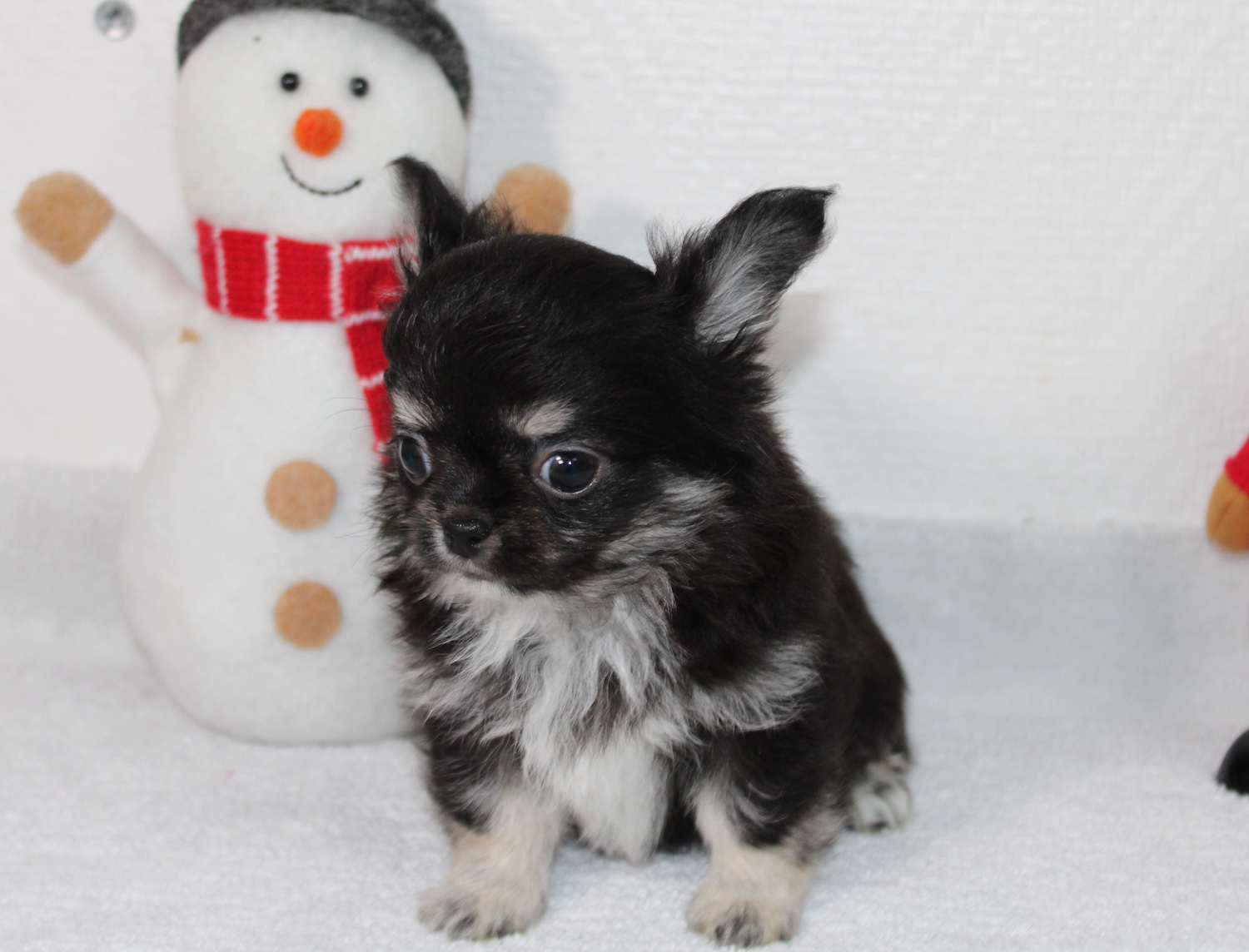 Petit chiot chihuahua LOF - male chihuahua