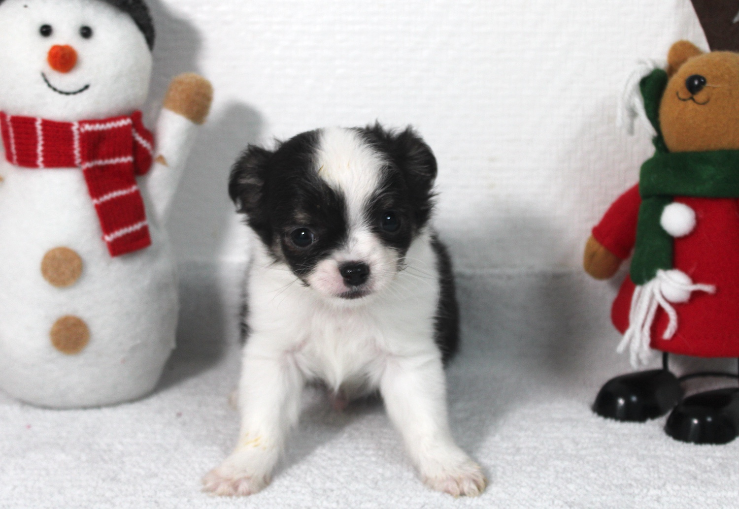 Petit chiot chihuahua LOF - male chihuahua