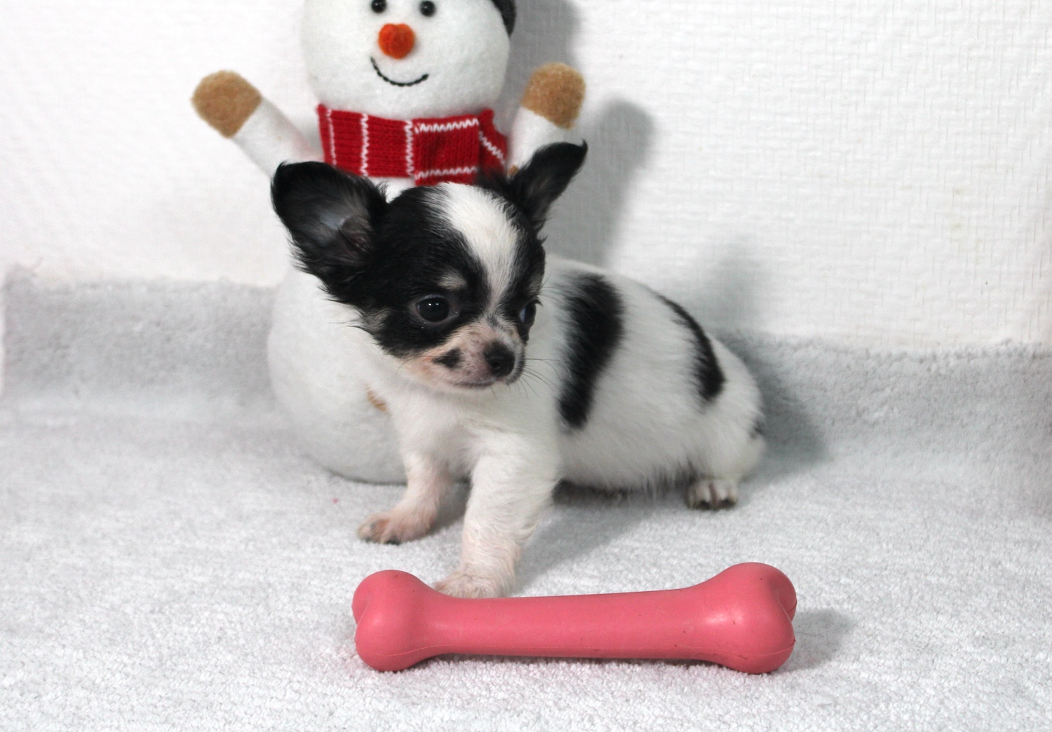 Petit chiot chihuahua LOF - male chihuahua