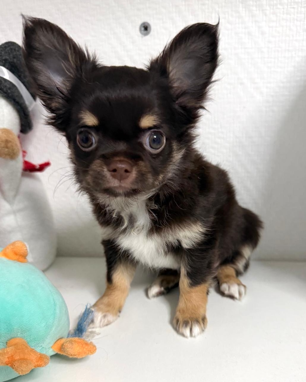 Chihuahua LOF chocolat et tane