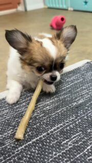 Anthea dans toute sa splendeur 😄
Toujours aussi vive, malicieuse et pleine d’assurance, la petite chipie profite à fond de son bâtonnet 🦴
Un instant simple, authentique, où l’on retrouve tout ce qui fait son charme : de l’énergie, du caractère et beaucoup de tendresse 💕
Impossible de ne pas sourire devant ces petits moments du quotidien qui rendent la vie avec eux si précieuse.#chihuahua #chiotchihuahua #chiot #puppylife #puppyfrance #chihuahualove #doglover #instadog #petitchien #petitechienne #chiots #vieavecleschiens #momentmignon #chiotmignon #chipie #passionchiot #elevagefamilial #chihuahuaaddict #dogsofinstagram #puppiesofinstagram #amourcanin #chiotlife #dailycute #dogmomlife #petitsbonheurs #chihuahuafrance