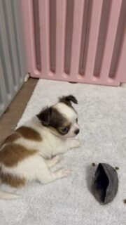 Cette petite merveille blanche aux délicates taches marron 🤍
Fille de la douce Umee, elle hérite d’un tempérament posé et très calme.
Tout en douceur, elle profite de chaque instant, observe, se détend…
Une vraie petite princesse pleine de grâce et de sérénité 👑🐶#chihuahua #chiotchihuahua #chiots #puppylife #puppyfrance #instadog #dogsofinstagram #chihuahuaaddict #petitchien #chiotmignon #amourcanin #elevagefamilial #vieavecleschiens #puppiesofinstagram #dogfamily #petitsbonheurs #nurserie #momenttendre #chiotsfrance #chiotlife #doglover #princesspuppy #chihuahuafrance #puppydaily #cuteanimals #chiotlover