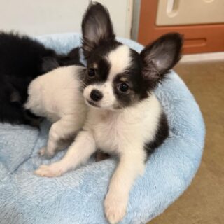 🎉 Aujourd’hui, on fête les 3 mois de notre doux Axell 🎉Né le 10 octobre 2025, ce magnifique chiot noir et blanc grandit à merveille.
Toujours aussi tendre, câlin et plein de charme, Axell nous fait fondre jour après jour 🤍🖤
Un regard doux, une présence apaisante… difficile de ne pas craquer devant cette petite beauté.📩 N’hésitez pas à nous contacter en privé pour plus d’infos ☺️#chihuahua #chiotchihuahua #chiotnoiretblanc #puppylove #puppylife #instachien #dogsofinstagram #chihuahuafrance #chiotmignon #amourcanin #petitchien #elevagefamilial #passionchihuahua #vieavecleschiens #chiotlife #puppyfrance #momenttendre #petitbonheur #chihuahualover #doglover #puppydaily #chiotsfrance #instapuppy #petitebouille #3mois