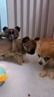 ✨ Les deux petites merveilles de Souricette
Une fille et un garçon, déjà pleins de charme 💫
Leur fourrure est magnifique et leur présence illumine chaque moment passé à la nurserie.
Deux jolis caractères qui se dessinent jour après jour…👉 Le petit mâle est encore à la recherche de sa future famille.
📩 N’hésitez pas à nous contacter en privé pour plus d’informations ☺️#chihuahua #chiotchihuahua #chihuahuapuppy #chihuahualove #chiots #puppy #puppylove #puppiesofinstagram #doglover #instadog #dogsofinstagram #petstagram #miniaturedog #petitformat #amourcanin #elevagefamilial #elevagechihuahua #passionchihuahua #chiotmignon #bouilledamour #petlove #instachien #dogdaily #puppylife #chihuahuafr #doglovers #chiot #cutepuppy