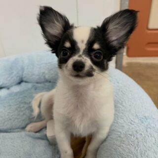 🖤🤍 Achille, notre petit cœur noir et blanc
Impossible de ne pas craquer devant ce chiot chihuahua aussi attachant…
Son regard, sa douceur et sa personnalité font de lui un véritable concentré d’amour.
Chaque photo raconte un peu plus son charme naturel et son tempérament si tendre ✨📩 N’hésitez pas à nous contacter en privé pour plus d’informations ☺️#chihuahua #chiotchihuahua #chihuahuapuppy #chihuahuaaddict #chiot #puppy #puppylove #puppiesofinstagram #dogsofinstagram #instadog #petstagram #doglover #petlove #miniaturedog #chihuahuaofinstagram #elevagefamilial #elevagechihuahua #passionchihuahua #amourcanin #bouilledamour #petitformat #instachien #dogdaily #cutepuppy #chihuahuafr