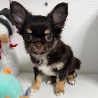 🤎✨ Notre petite chocolat & tan a déjà 2 mois
Un concentré de douceur et d’énergie à la fois 💫
Joueuse, curieuse et toujours partante pour un moment câlin, elle grandit entourée d’attention et d’amour.
Chaque jour révèle un peu plus son joli caractère 💕📩 Pour plus d’informations, n’hésitez pas à nous contacter en privé.#chihuahua #chiotchihuahua #chihuahualove #chihuahuafr #chihuahuapuppy #chiot #chiots #puppy #puppylove #puppiesofinstagram #petitformat #miniaturedog #doglover #doglove #instadog #dogsofinstagram #petstagram #elevagefamilial #elevagechihuahua #passionchihuahua #bouilledamour #tropchou #chiotmignon #puppylife #amourcanin #instachien #dogdaily #petlove