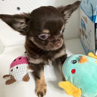🍫🤎 Notre petit gremlin chocolat et tan
Impossible de résister à cette bouille à croquer…
Tellement gentil, tendre et mignon, ce petit trésor né le 9 novembre 2025 fait fondre tous les cœurs.Le plus petit de sa portée, il a pourtant su s’imposer avec caractère face à ses 3 grandes sœurs 💪🐶
Un vrai petit warrior au cœur tendre, aussi attachant qu’adorable ✨📩 N’hésitez pas à nous contacter en privé pour plus d’informations ☺️#chihuahua #chiotchihuahua #chihuahuapuppy #chocolatetane #chiot #puppy #puppylove #puppiesofinstagram #dogsofinstagram #instadog #petstagram #doglover #petlove #miniaturedog #petitformat #elevagefamilial #elevagechihuahua #passionchihuahua #amourcanin #bouilledamour #petitchien #instachien #cutepuppy #dogdaily #chiots #puppygram #chihuahuaaddict