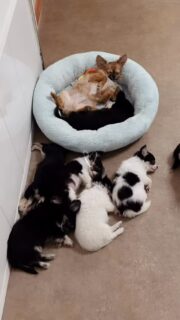 ⏰🐾 Réveil difficile à la nurserie…
8h50, les yeux à peine ouverts, les coussins encore trop confortables et les petits chichis pas du tout pressés de commencer la journée 😅💤Entre bâillements, étirements et mini pauses “encore 5 minutes”, l’ambiance est clairement en mode douceur du matin 🥹💕
Franchement… qui peut leur en vouloir ? 😍#chihuahua #chiotschihuahua #reveildifficile #morningmood #puppymorning #puppylife #dogsofinstagram #instadog #instachien #petstagram #doglover #petlove #amourcanin #momentcalme #douceurdumatin #tropmignon #puppiesofinstagram #nurserie #elevagefamilial #elevagechihuahua #chiot #cute #doglife #chihuahuaaddict #slowmorning